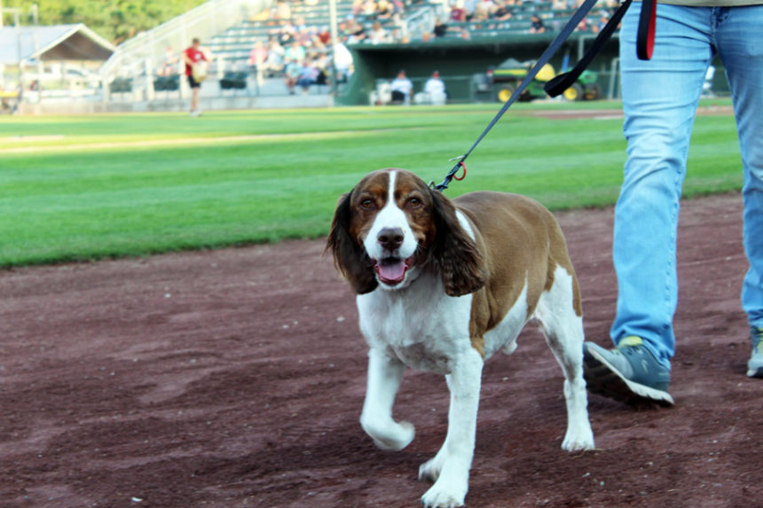 Hops from Hops N' Paws at Bark in the Park. | Kaitlyn Hart, EastIdahoNews.com