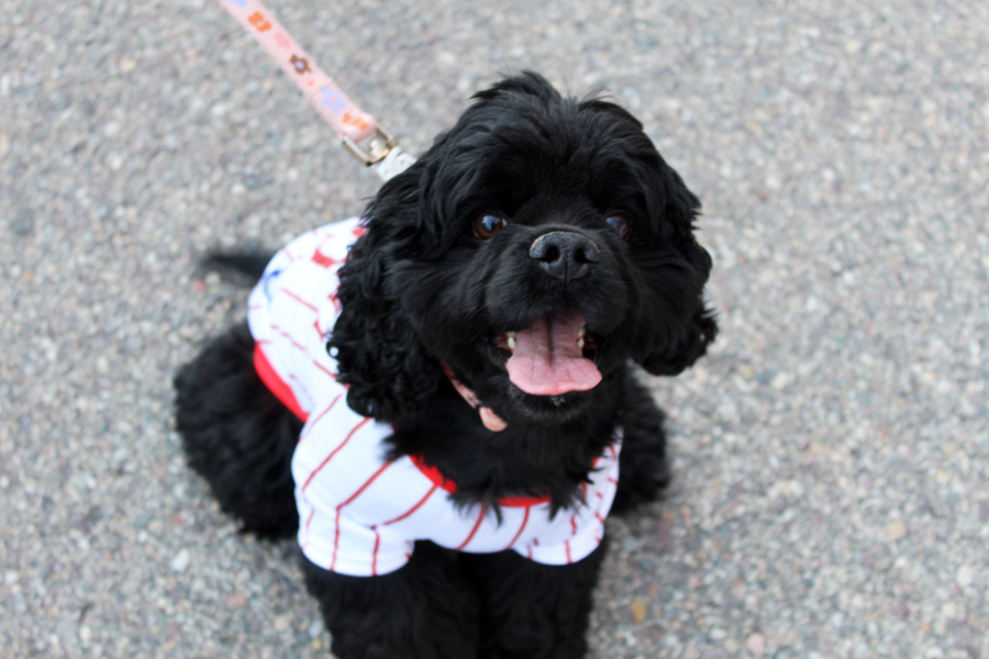 Olive, attending Saturday nights Chukars game dressed for the part. | Kaitlyn Hart, EastIdahoNews.com