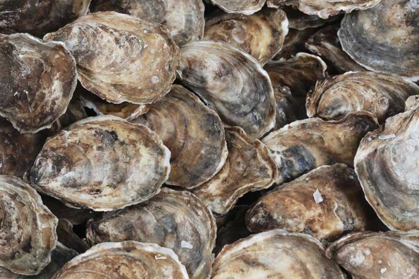 Utah health officials are investigating a norovirus outbreak in Utah County connected to frozen half-shell oysters from the South Korea. (Matt Rourke, Associated Press)