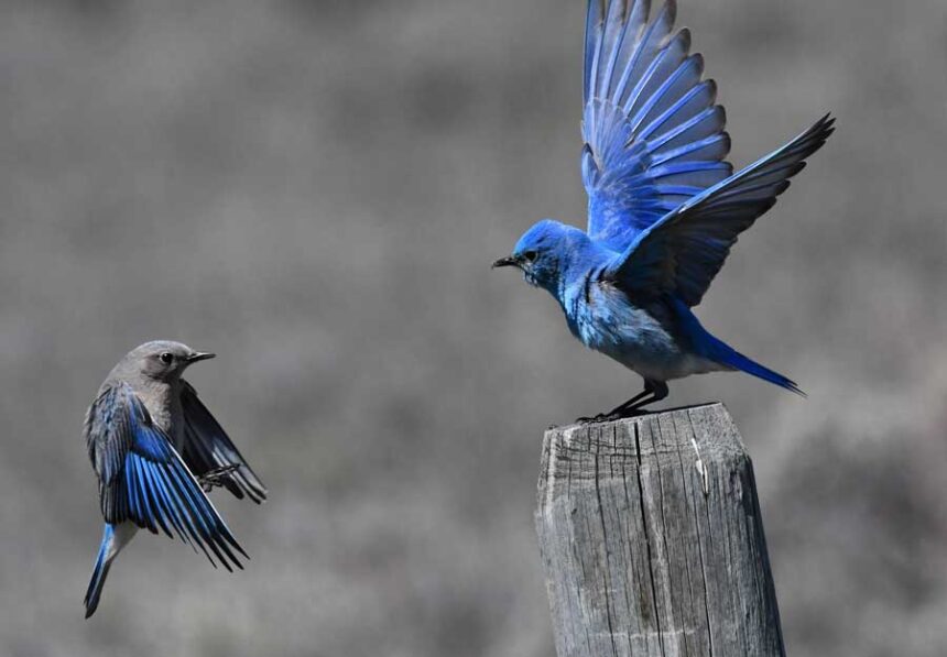 Bill Schiess, blue birds