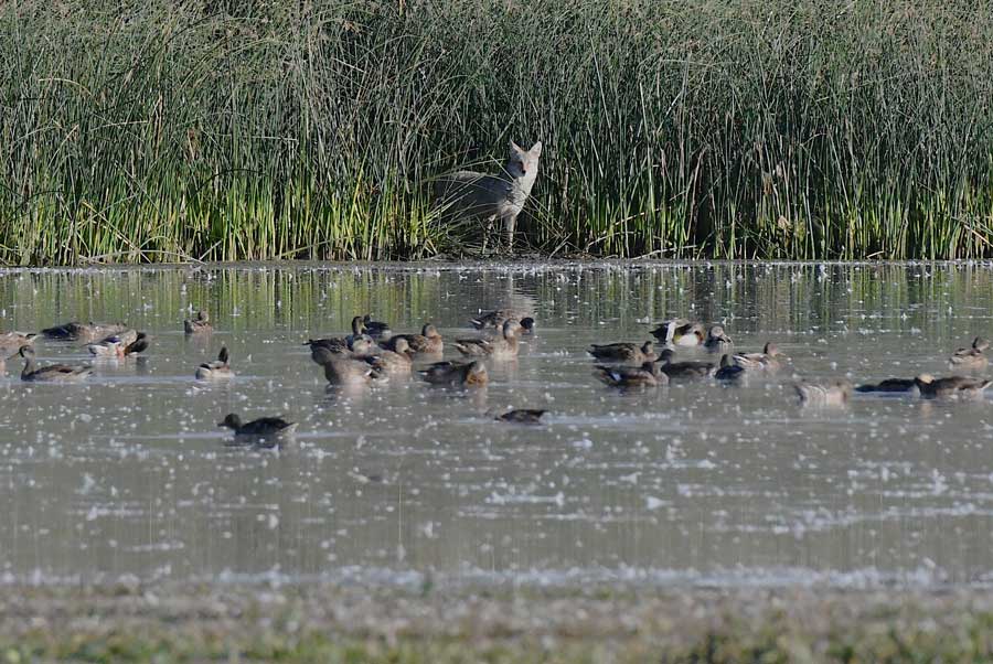 Sandhill cranes