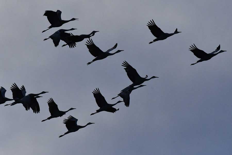 Sandhill cranes