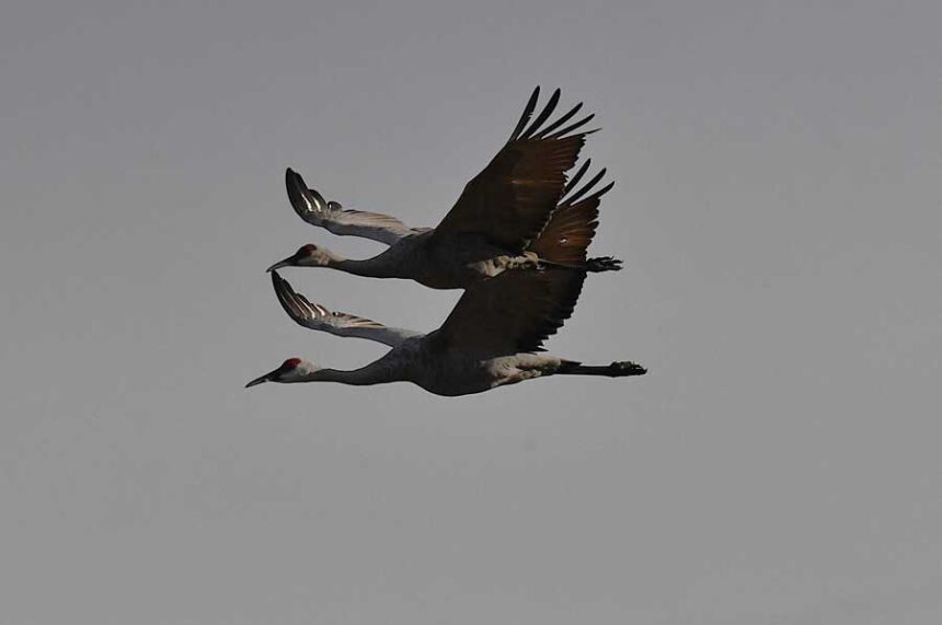 Sandhill cranes