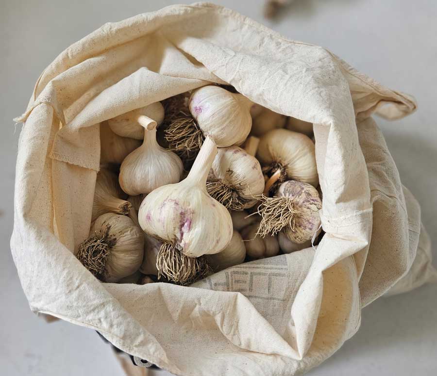 EIN092125GardenGarlic001