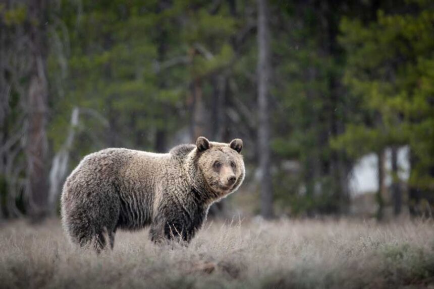 Grizzly BearWEB