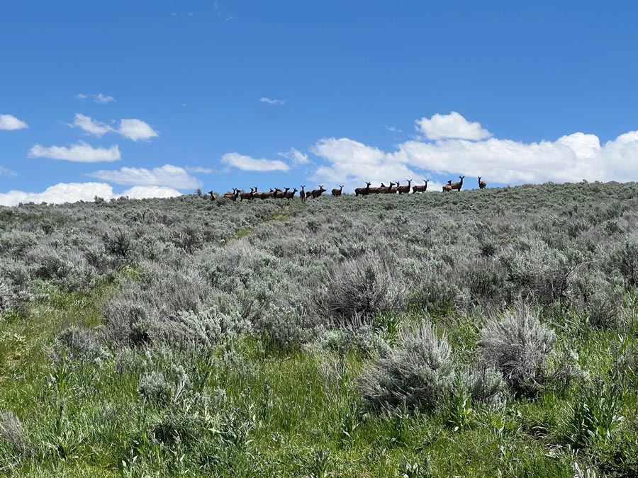 On July 15, the Idaho State Board of Land Commissioners voted 5-0 to sell the 160-acre parcel of land, which state officials refer to as the Driggs 160, through a public auction. | Courtesy Nick Beard