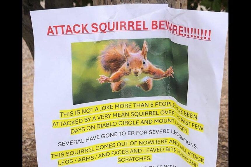 attack squirrel poster