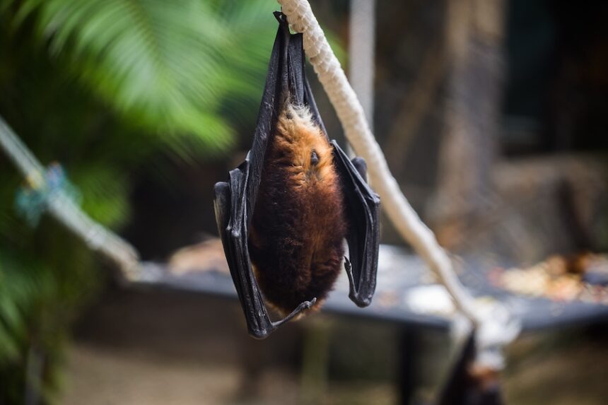 bats are hanging in zoo cage giant golden crowned 2025 01 10 20 30 57 utc