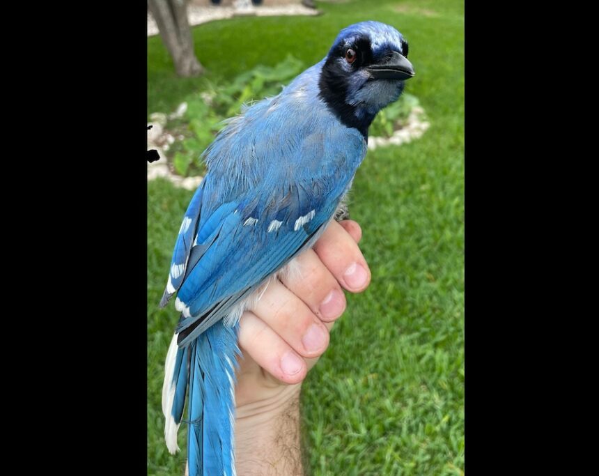 blue bird green bird