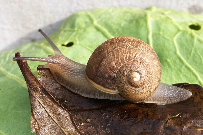 Ned the snail
