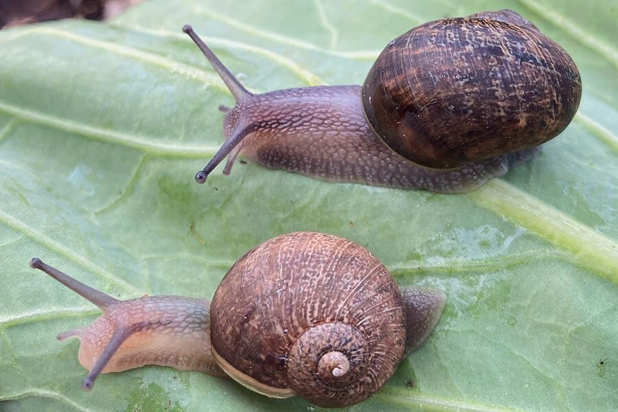 Ned with a right-spiraling snail