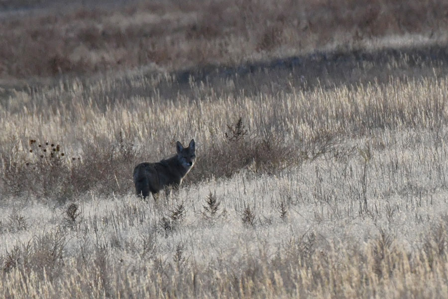 A coyote hunting rodents at Camas NWR.