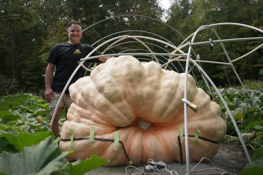 GIANT PUMPKINS