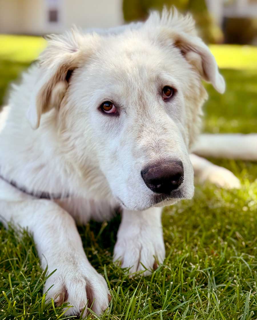 Snake River Animal Shelter