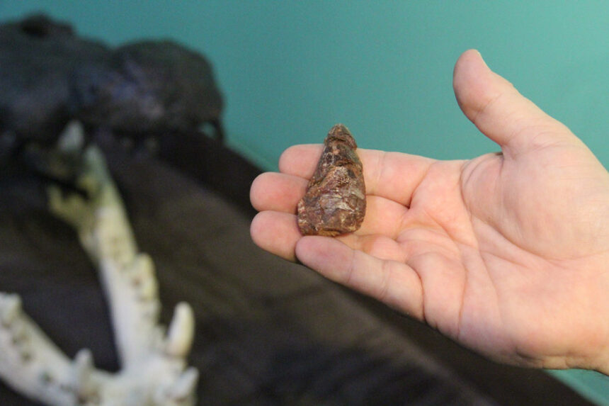 Robert Gay holds a fossilized tooth near the unfinished recreated ancient crocodile skull. | Logan Ramsey, EastIdahoNews.com