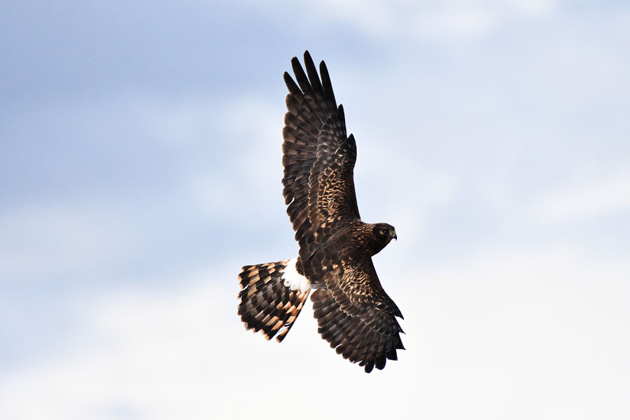 A Northern harrier tries to flush a covey of Gray partridge at Camas NWR.