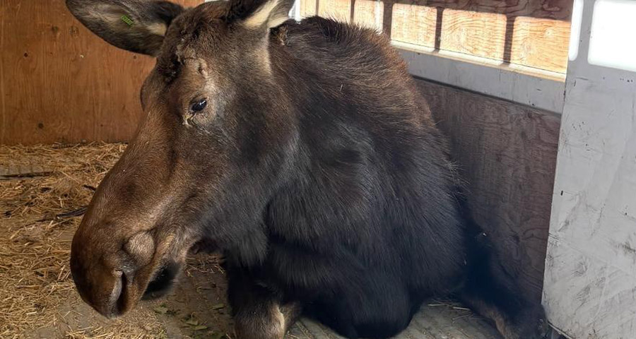 The moose that was on the loose in Chubbuck. | Idaho Fish and Game