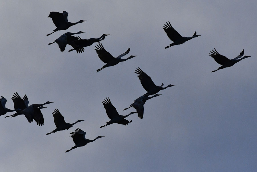 A flock of Sandhill cranes take off to head south for the winter.