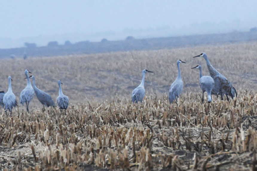 Sandhill cranes eating in a harvested cornfield near Camas NWR