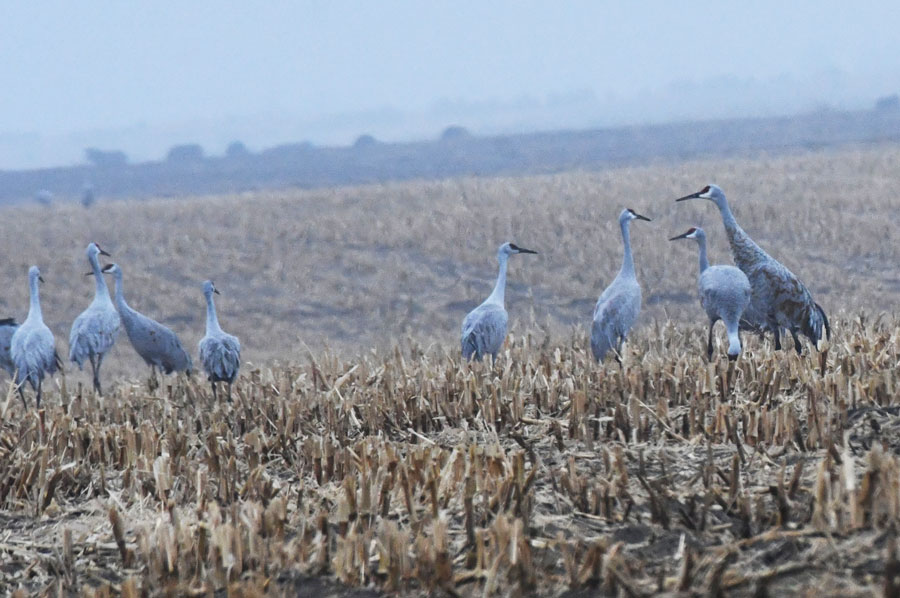 Camas National Wildlife Refuge get early ‘snows’