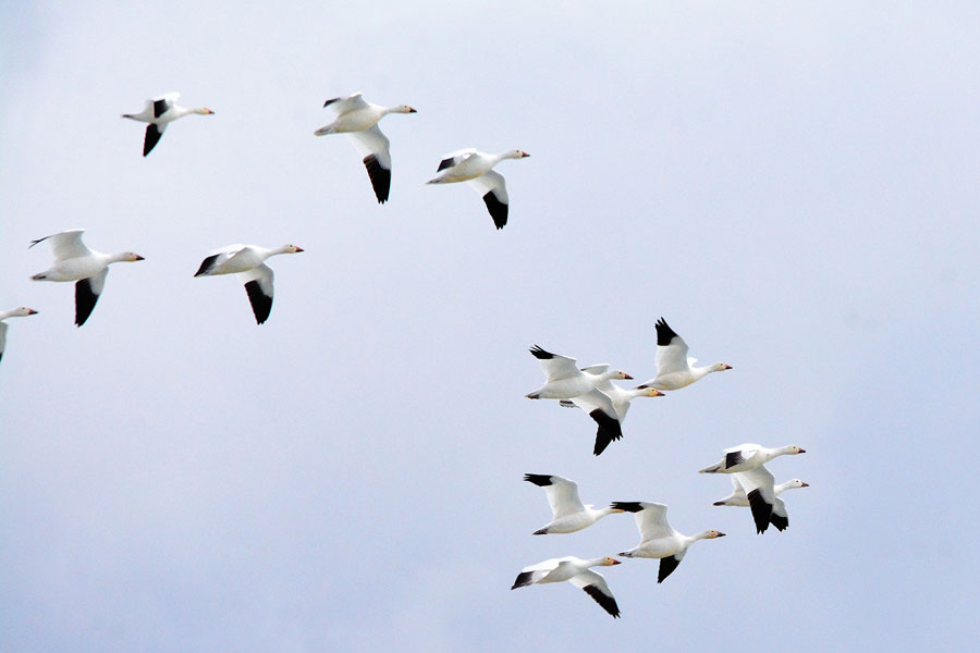 A flock of Snow geese drop into Sandhole Lake on Camas NWR.