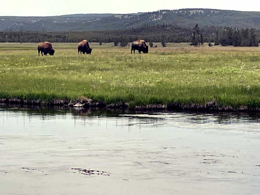 Yellowstone Buffalo