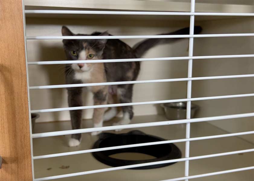 A cat at the Snake River Animal Shelter glances at the camera. | Rett Nelson, EastIdahoNews.com