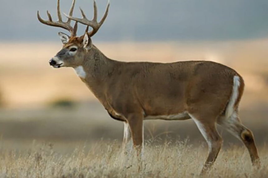white-tailed deer buck