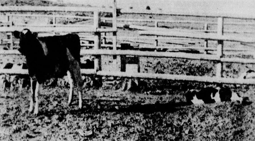 Cattle mutilated in Fremont County