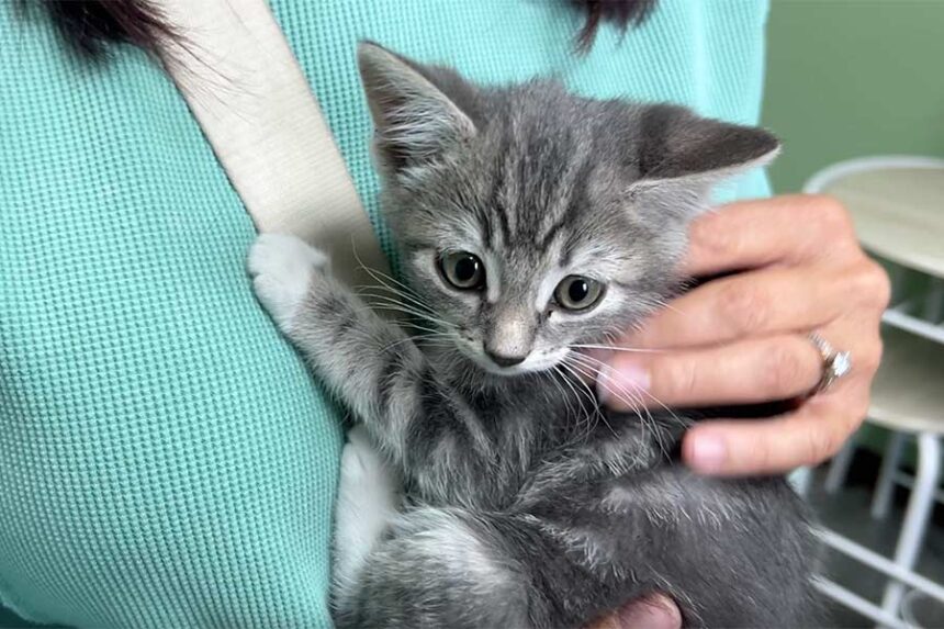 Kitten at Snake River Animal Shelter | Rett Nelson, EastIdahoNews.com