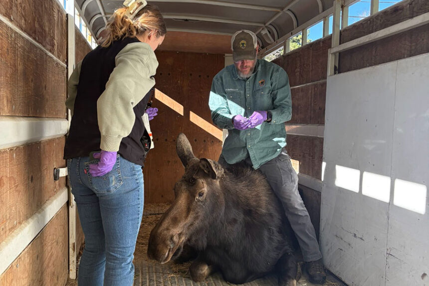 Idaho Fish and Game staff Erik Bartholomew (standing over tranquilized moose) and Houston Kimes (foreground) were two of the responders helping to relocate a moose from a Chubbuck neighborhood on Oct. 22. | Idaho Fish and Game