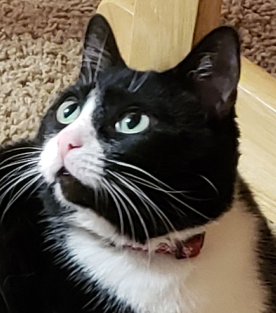 Piggy with a portrait pose. | Allan Steele, EastIdahoSports.com