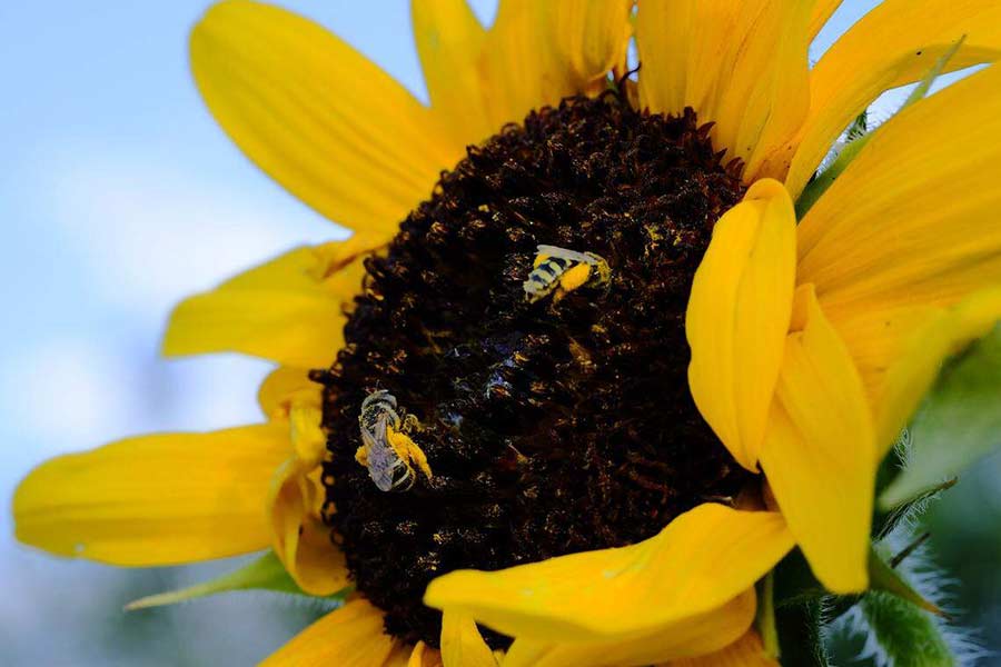 Two native bees foraging for pollen on a sunflower at the Idaho Botanical Garden Anna Lindquist Idaho Botanical Garden