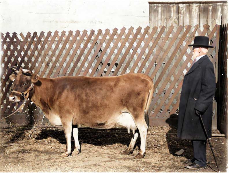 Winder Dairy founder John R. Winder with a prize-winning Jersey cow. | Courtesy photo