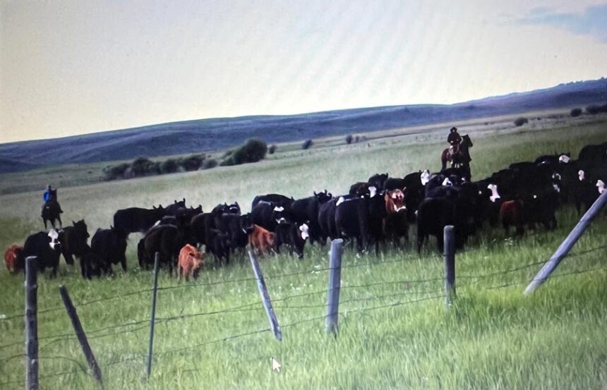 Nobody from the state gave fifth-generation Idaho rancher Nick Beard a heads up that state officials were considering auctioning off the state endowment rangeland his family has leased for grazing since the 1990s. | Courtesy Nick Beard
