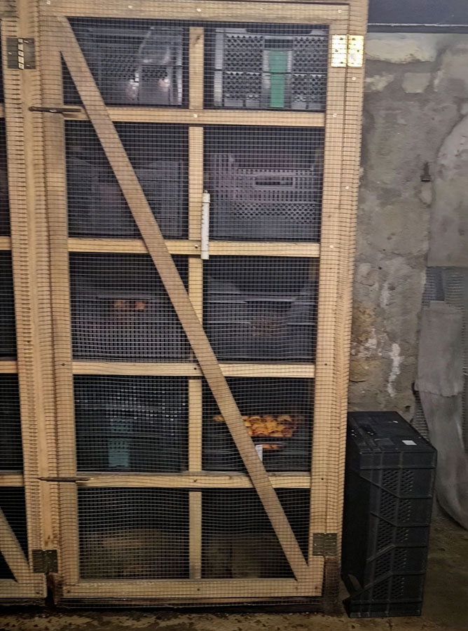 A great shelf design for a cellar, allows ventilation around produce and easy access to any layer of produce. Jared Gibbons, University of Idaho Extension