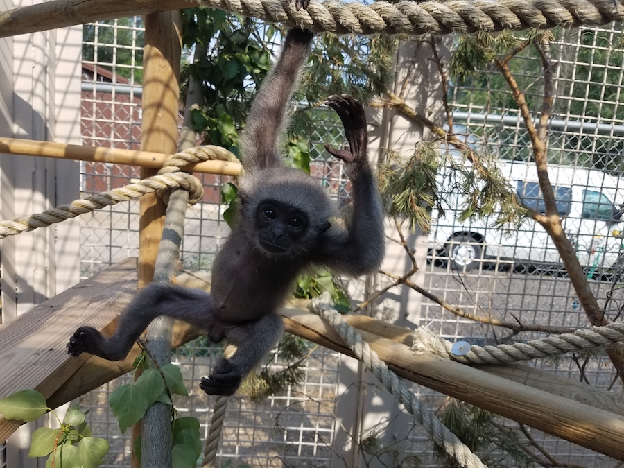 Sid Gray Gibbon in Tree