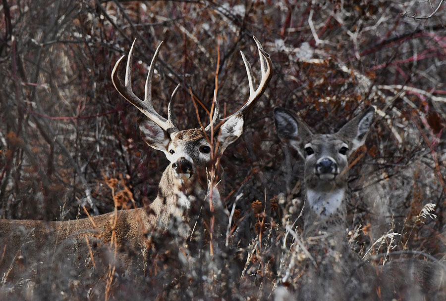 A doe joined the large buck in the thick brush.