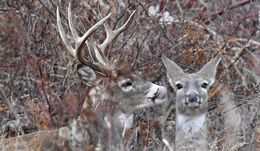 The doe finally recognized the photographer while the buck gives her a kiss.