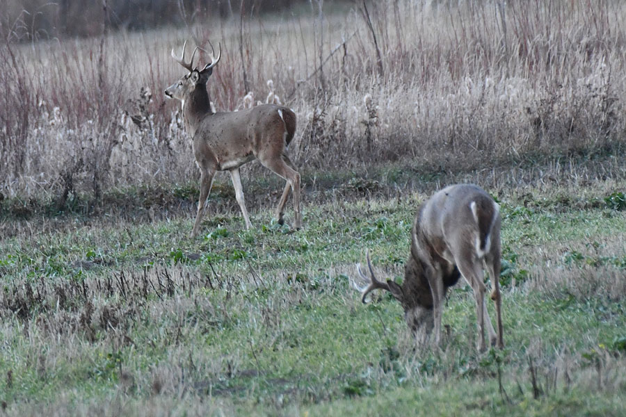 Two mature bucks feeding after the peak of the rut is over.