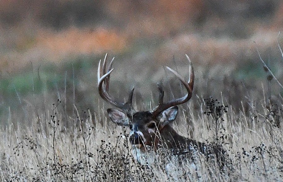 A large buck watches six does and fawns feeding in the evening.