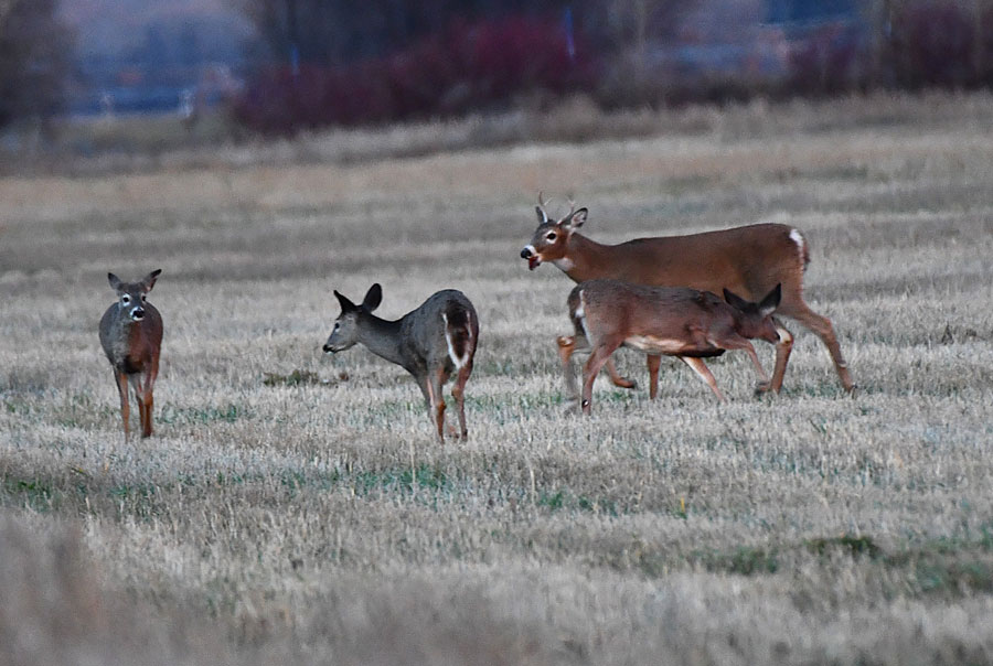 After running half a mile, a young buck checks out the six does and fawns that the large buck has been watching.