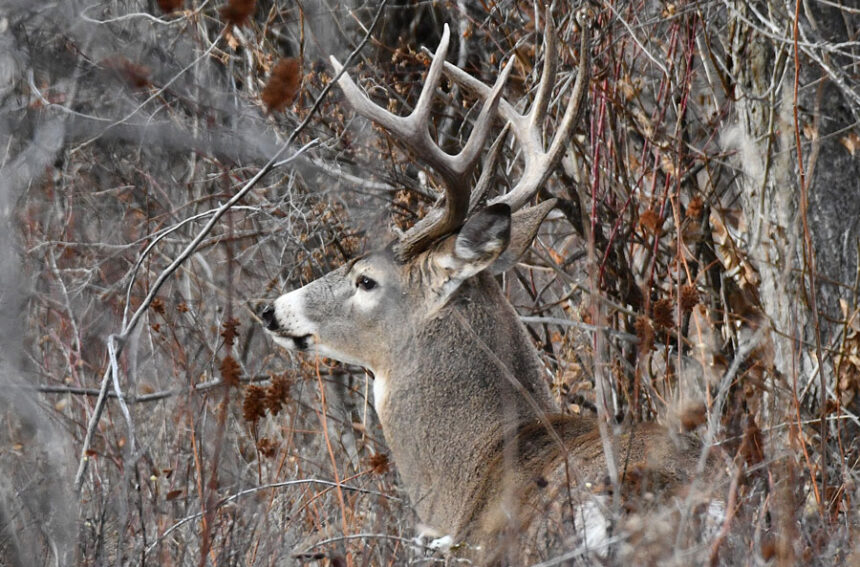 A large White-tailed buck stands up after being disturbed by another buck along the Snake River.