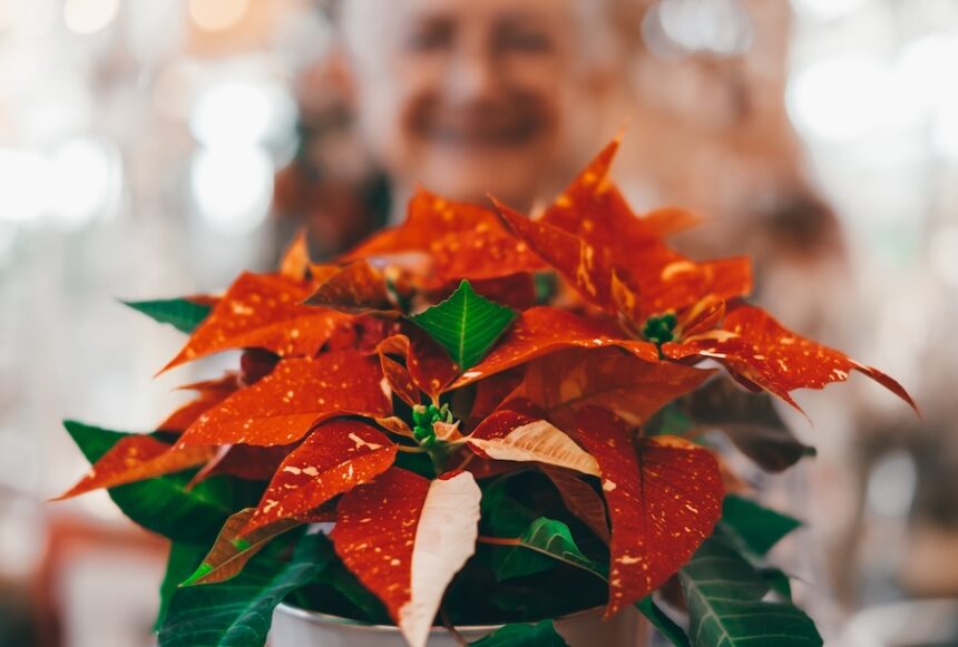 beautiful red poinsettia hold by defocused senior 2024 11 02 22 48 16 utc
