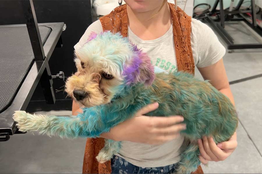 A dog gets a colored coat at Tailored Canine in Rigby. | Rett Nelson, EastIdahoNews.com