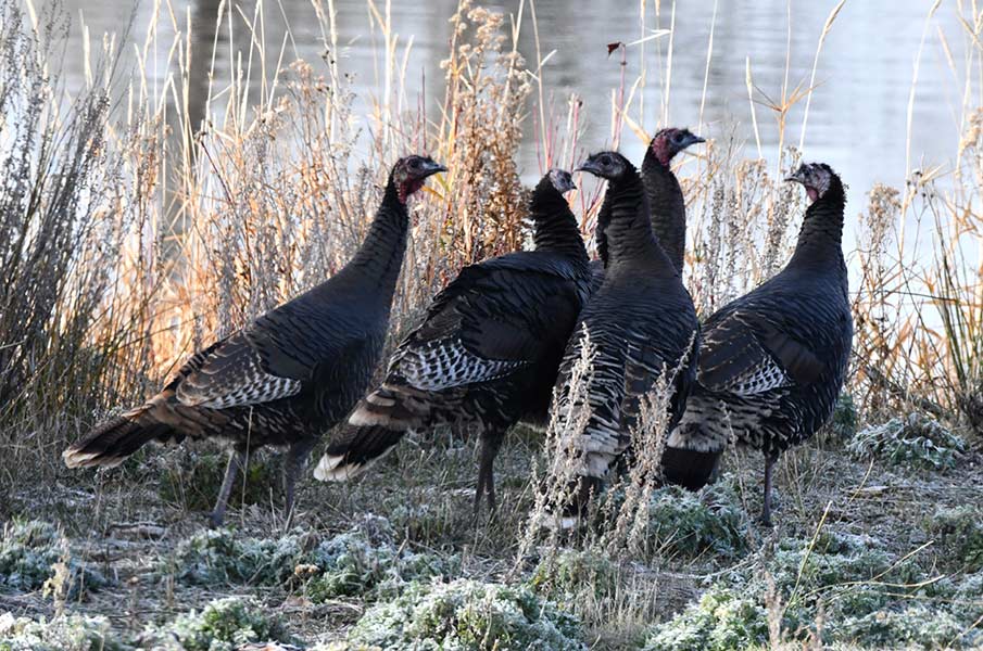 A flock of five jennies on the bank of the South Fork. | Bill Schiess, EastIdahoNews.com