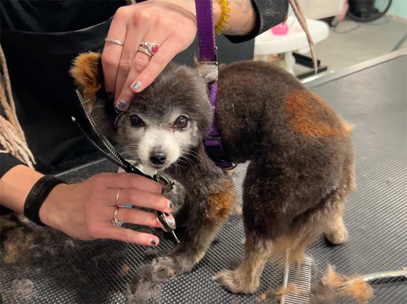 This dog is upset about getting groomed at Tailored Canine. It has nothing to do with Tailored Canine -- it just doesn't like to be  groomed. | Rett Nelson, EastIdahoNews.com