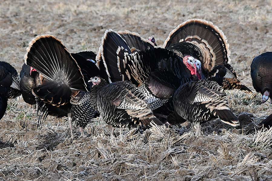 A group of male turkeys display while leading a large flock to the river bottoms of the South Fork of the Snake River. | Bill Schiess, EastIdahoNews.com