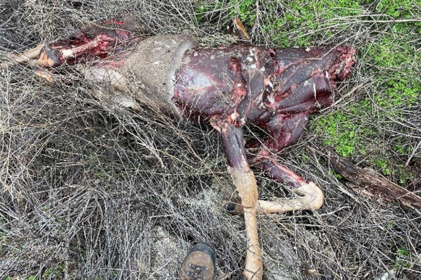 Carcass of mule deer shot and left to waste in Salmon area | Courtesy IDFG