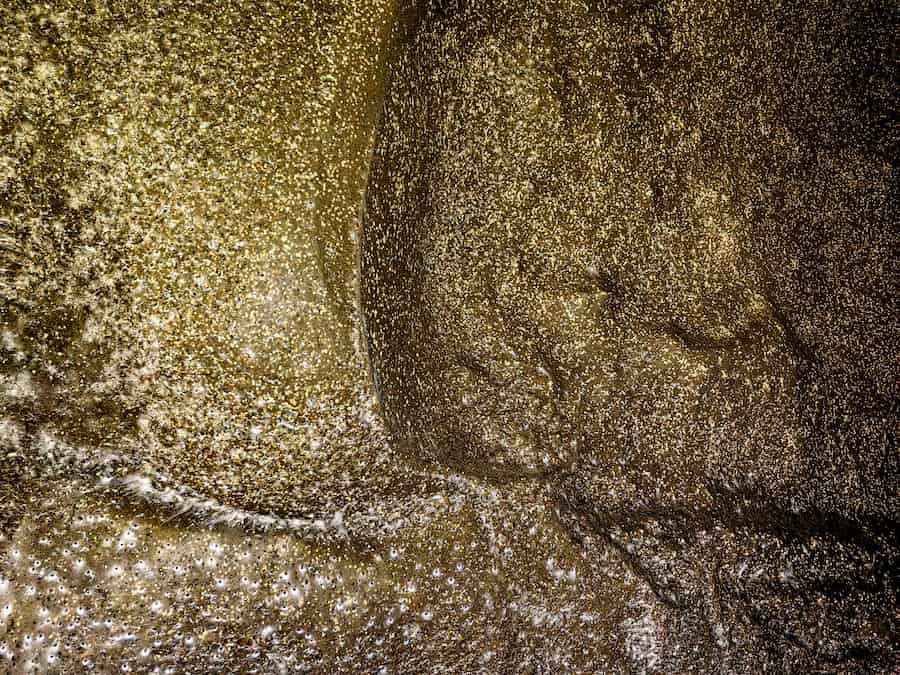 that's a lot of spiders